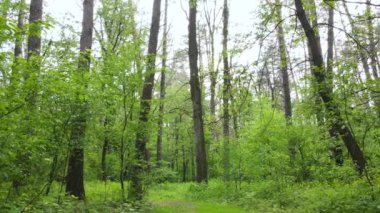 Çam ağaçlı yaz ormanı, yavaş çekim