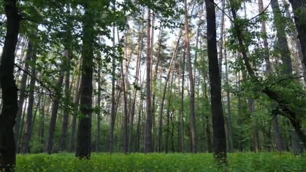 Літній ліс з сосновими деревами, повільний рух — стокове відео