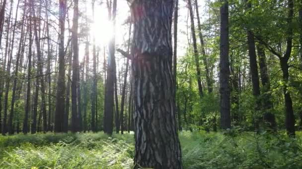 Sommerwald mit Kiefern, Zeitlupe — Stockvideo