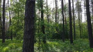Çam ağaçlı yaz ormanı, yavaş çekim