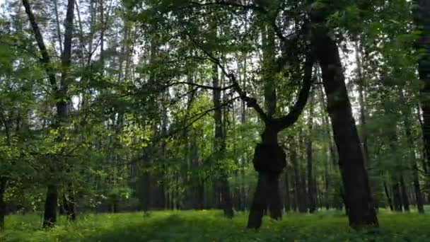 Zomer bos met pijnbomen, slow motion — Stockvideo