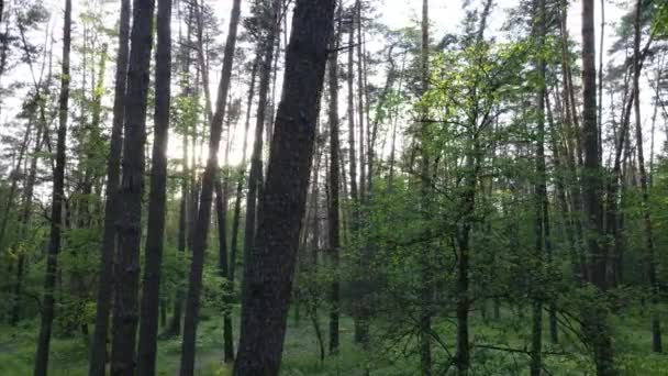 Çam ağaçlı yaz ormanı, yavaş çekim — Stok video