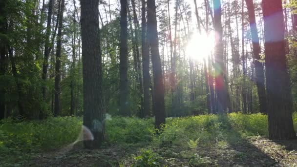 Летний лес с соснами, замедленная съемка — стоковое видео