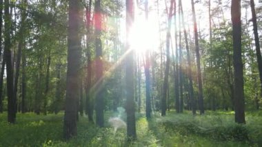 Çam ağaçlı yaz ormanı, yavaş çekim