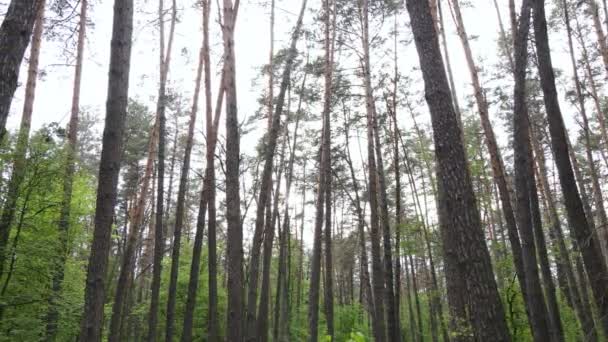 Bosque de verano con pinos, cámara lenta — Vídeos de Stock