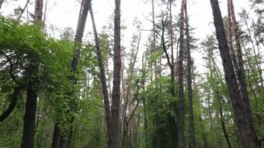 Çam ağaçlı yaz ormanı, yavaş çekim