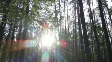 Çam ağaçlı yaz ormanı, yavaş çekim