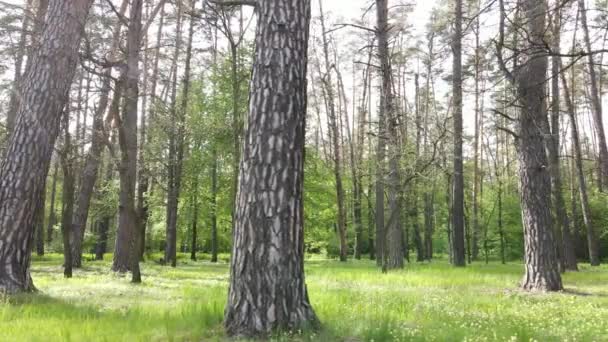 Letni las z sosnami, zwolnione tempo — Wideo stockowe