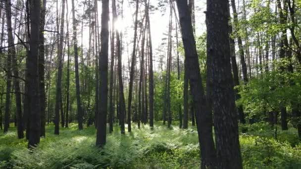 Літній ліс з сосновими деревами, повільний рух — стокове відео