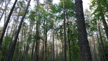 Çam ağaçlı yaz ormanı, yavaş çekim