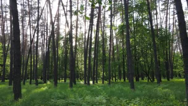 Summer forest with pine trees, slow motion — Stock Video