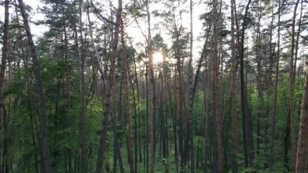 Καλοκαιρινό δάσος με πεύκα, αργή κίνηση — Αρχείο Βίντεο