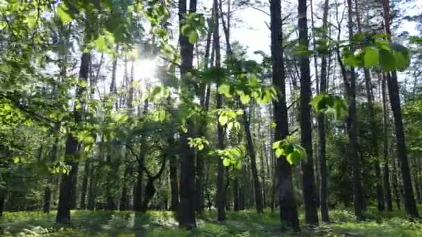 Forêt d'été avec pins, ralenti — Video