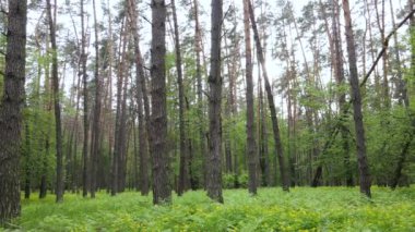 Çam ağaçlı yaz ormanı, yavaş çekim