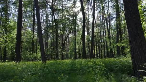 Floresta de verão com pinheiros, câmera lenta — Vídeo de Stock