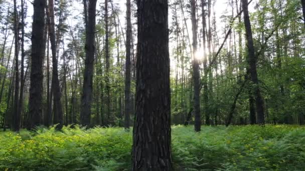 Bosque de verano con pinos, cámara lenta — Vídeos de Stock