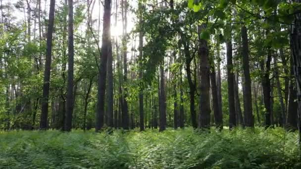 Bosque de verano con pinos, cámara lenta — Vídeo de stock