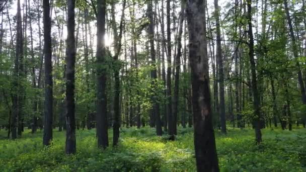 Літній ліс з сосновими деревами, повільний рух — стокове відео