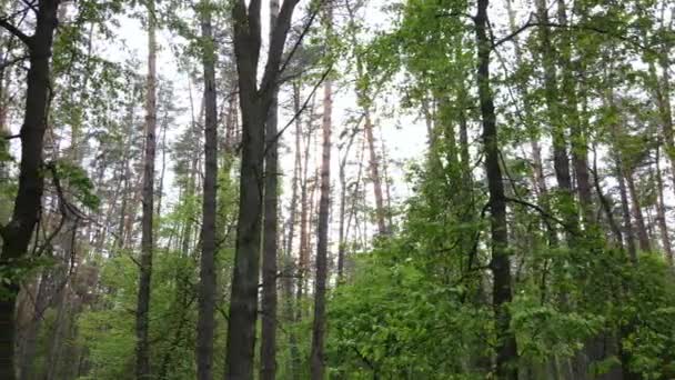 Floresta de verão com pinheiros, câmera lenta — Vídeo de Stock