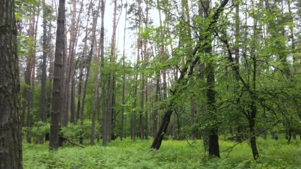 Floresta de verão com pinheiros, câmera lenta — Vídeo de Stock