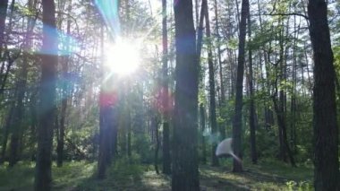 Çam ağaçlı yaz ormanı, yavaş çekim