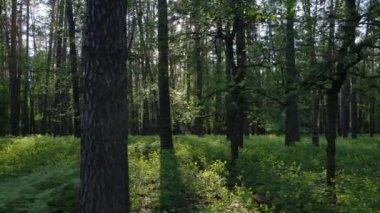 Çam ağaçlı yaz ormanı, yavaş çekim
