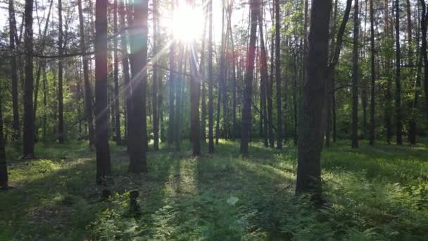 Bosque de verano con pinos, cámara lenta — Vídeo de stock