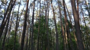 Çam ağaçlı yaz ormanı, yavaş çekim