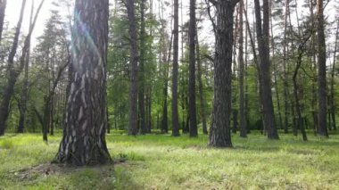Çam ağaçlı yaz ormanı, yavaş çekim