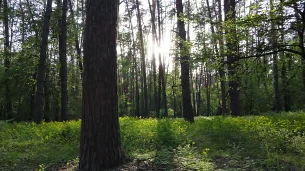 Floresta de verão com pinheiros, câmera lenta — Vídeo de Stock