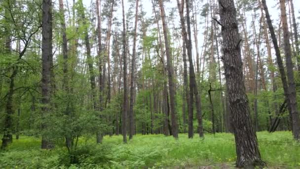 Letni las z sosnami, zwolnione tempo — Wideo stockowe
