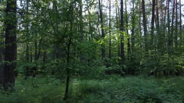Zomer bos met pijnbomen, slow motion — Stockvideo
