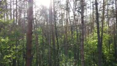 Çam ağaçlı yaz ormanı, yavaş çekim