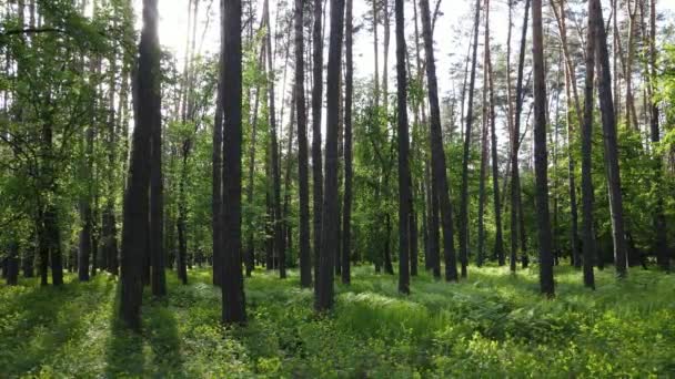 松の木と夏の森、スローモーション — ストック動画