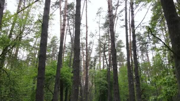 有松树的夏季森林，缓慢运动 — 图库视频影像