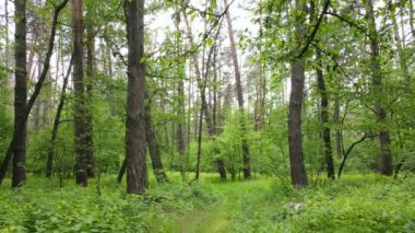 Çam ağaçlı yaz ormanı, yavaş çekim