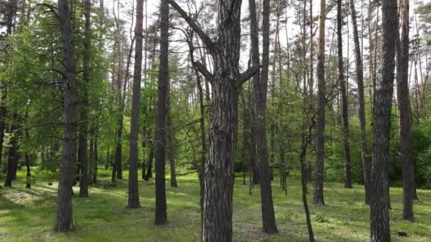 Bosque de verano con pinos, cámara lenta — Vídeos de Stock