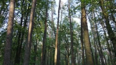 Çam ağaçlı yaz ormanı, yavaş çekim