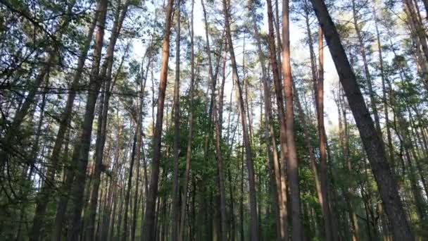 소나무가 우거진 여름 숲 속, 느린 동작 — 비디오
