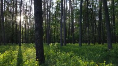Çam ağaçlı yaz ormanı, yavaş çekim