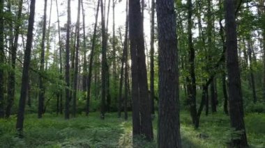 Çam ağaçlı yaz ormanı, yavaş çekim