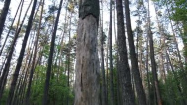 Çam ağaçlı yaz ormanı, yavaş çekim