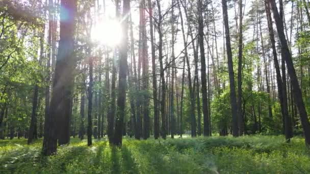 Forêt d'été avec pins, ralenti — Video