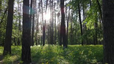 Çam ağaçlı yaz ormanı, yavaş çekim