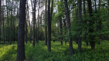 Çam ağaçlı yaz ormanı, yavaş çekim