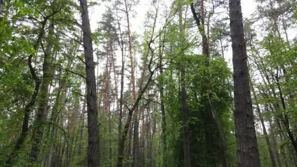 Nyári erdő fenyőfákkal, lassított felvétel — Stock videók