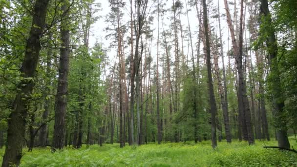 Bosque de verano con pinos, cámara lenta — Vídeos de Stock