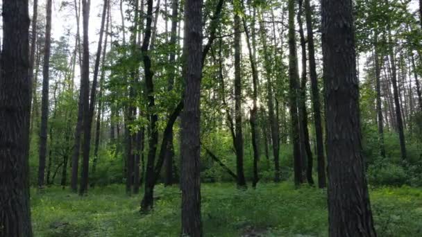 Hutan musim panas dengan pohon pinus, gerakan lambat — Stok Video