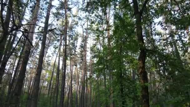 Forêt d'été avec pins, ralenti — Video