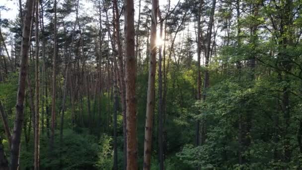 Zomer bos met pijnbomen, slow motion — Stockvideo